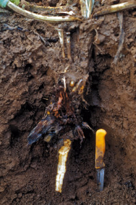 Phytophthora megasperma
