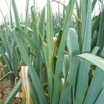 Alternaria sur feuillage (Alternaria porri) ©CA29