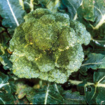 Bacteriose sur tête de brocoli (Erwinia carotovora et Pseudomonas marginalis) ©CA29