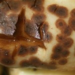 bacteriose tubercule