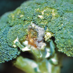 Botrytis sur tête de brocoli (Botrytis cinerea) ©CA29