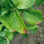 Botrytis sur feuillage (Botrytis cinerea) ©CA29