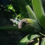 Botrytis sur fruit (Botrytis cynerea) ©CA29