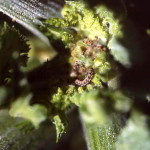 Chenilles défoliatrices (Héliothis armigera) ©CA29