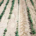 Fonte des semis (Fusarium oxysporum, Rhizoctonia solani, Alternaria sp...) ©CA29