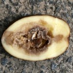 Fusariose sur plant