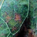 Mildiou du feuillage (Peronospora parasitica) ©CA29