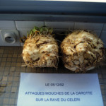 Galeries de mouche de la carotte (Psila rosae) sur céléri rave ©COTIG