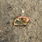 Mouche des semis (Delia platura) ©CA29