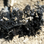 Larves de mouche du chou (Delia radicum) ©CA29