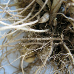 Nématodes à kystes sur racines ©COTIG