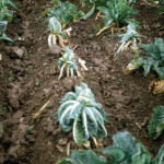 Fletrissement hivernal du chou (Phytophthora megasperma) ©CA29