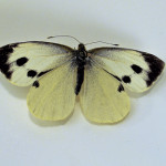 Pieride du chou (Pieris brassicae) ©CA29