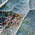 Pucerons cendrés du chou parasités (Brevicoryne brassicae) ©CA29