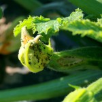 Pucerons (Aphis gossypii-noir ou Mysus persicae-vert), sur fleurs de courgettes (©CA29)