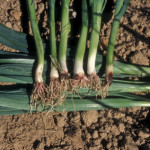 Racines roses (Fusarium roseum, Pyrenochaeta terrestris) ©COTIG
