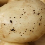 Rhizoctone sur tubercules