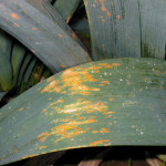 Rouille du poireau (Puccinia porri) ©COTIG