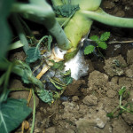 Sclerotinia de base de tige (Sclerotinia sclerotiorum) ©CA29