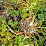Sclérotinia sur céléri-rave (Sclerotinia sclerotiorum) ©COTIG