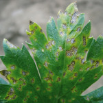 Septoriose sur feuillage (Septoria apiicola) ©CA29