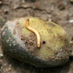 Taupin sur tubercule (Agriotes sp) ©CA29