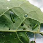 teigne des cruciferes (Plutella xylostella) ©CA29