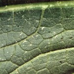 Piqures de thrips sur feuillage (©CA29)