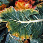 Nervation noire des crucifères ( Xanthomonas campestris) ©CA29